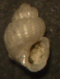 Chrysallida stefanisi ?